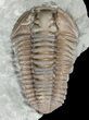 Prone Flexicalymene Trilobite - Ohio #63573-1